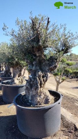 OLEA EUROPAEA-BONSAI 600L 140/160 TR 200/250 HT