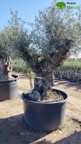 OLEA EUROPAEA-BONSAI 600L 140/160 TR 200/250 HT