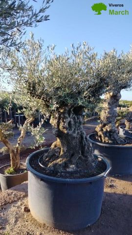 OLEA EUROPAEA-BONSAI 600L 140/160 TR 200/250 HT