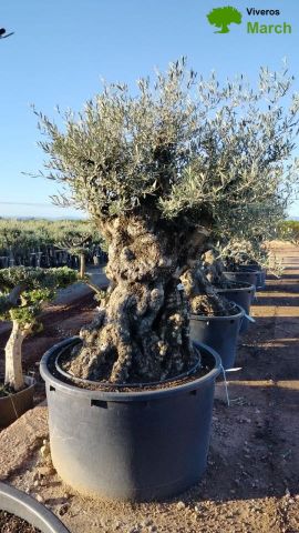 OLEA EUROPAEA-BONSAI 600L 140/160 TR 200/250 HT
