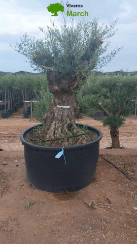 OLEA EUROPAEA-BONSAI 600L 140/160 TR 200/250 HT