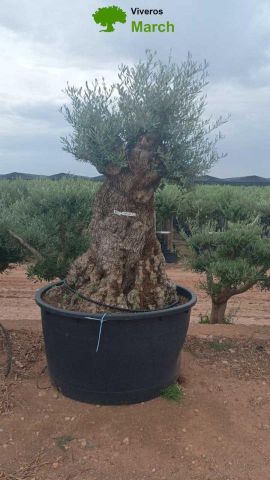 OLEA EUROPAEA-BONSAI 600L 140/160 TR 200/250 HT