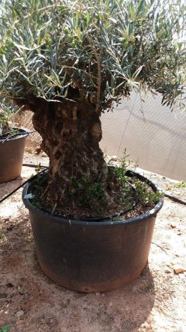 OLEA EUROPAEA-BONSAI 600L 140/160 TR 200/250 HT