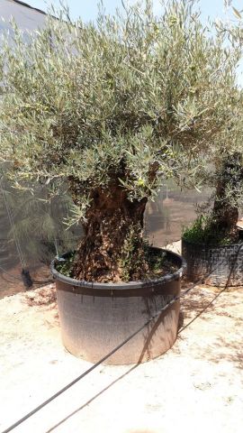 OLEA EUROPAEA-BONSAI 600L 140/160 TR 200/250 HT
