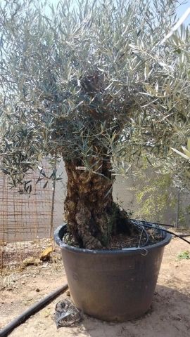 OLEA EUROPAEA-BONSAI 600L 140/160 TR 200/250 HT