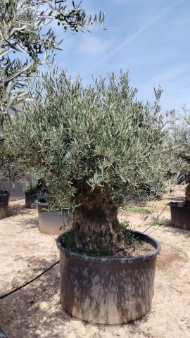 OLEA EUROPAEA-BONSAI 600L 140/160 TR 200/250 HT