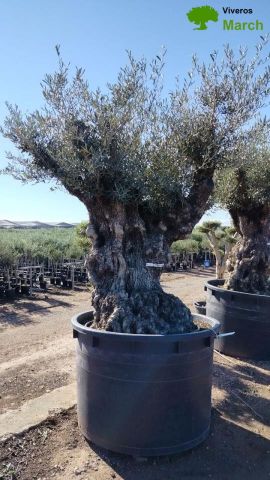 OLEA EUROPAEA BONSAI C600L 160/+ HT200/250