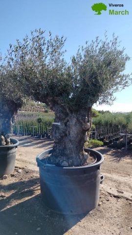 OLEA EUROPAEA BONSAI C600L 160/+ HT200/250