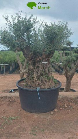 OLEA EUROPAEA BONSAI C600L 160/+ HT200/250