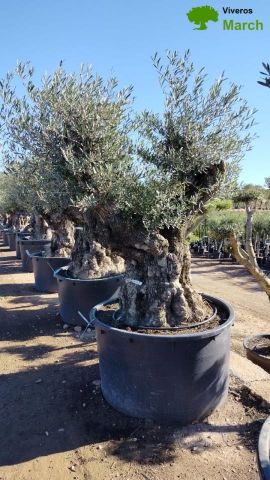 OLEA EUROPAEA BONSAI C600L 160/+ HT200/250