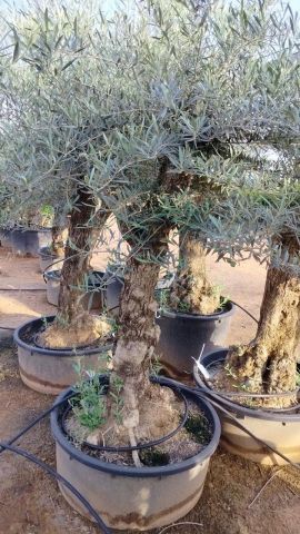 OLEA EUROPAEA-BONSAI 50/60 HT170/220 TERRINA