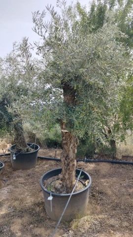 OLEA EUROPAEA BONSAI C160-230L 60/80 HT175/200