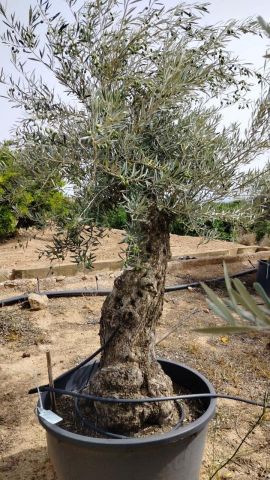 OLEA EUROPAEA BONSAI C160-230L 60/80 HT175/200