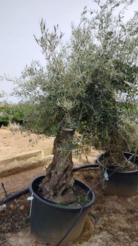 OLEA EUROPAEA BONSAI C160-230L 60/80 HT175/200