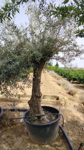 OLEA EUROPAEA BONSAI C160-230L 60/80 HT175/200
