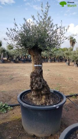 OLEA EUROPAEA BONSAI C160-230L 60/80 HT175/200
