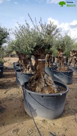 OLEA EUROPAEA BONSAI C160-230L 60/80 HT175/200