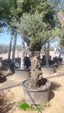 OLEA EUROPAEA BONSAI C160-230L 60/80 HT175/200