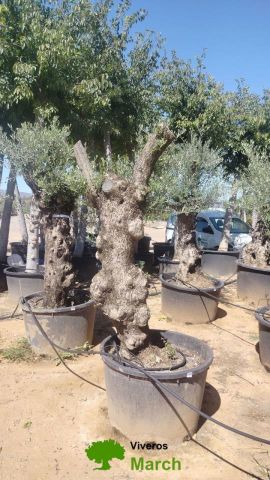 OLEA EUROPAEA BONSAI C160-230L 60/80 HT175/200