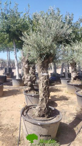 OLEA EUROPAEA BONSAI C160-230L 60/80 HT175/200
