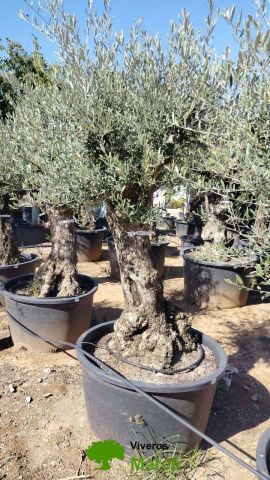 OLEA EUROPAEA BONSAI C160-230L 60/80 HT175/200