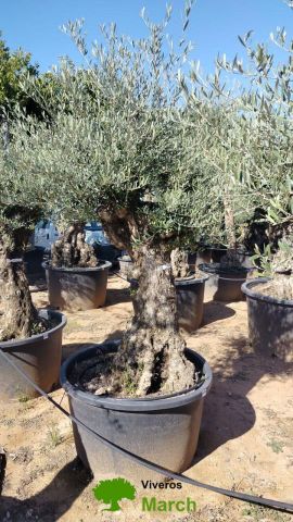 OLEA EUROPAEA BONSAI C160-230L 60/80 HT175/200