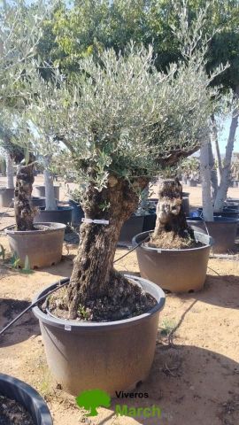 OLEA EUROPAEA BONSAI C160-230L 60/80 HT175/200