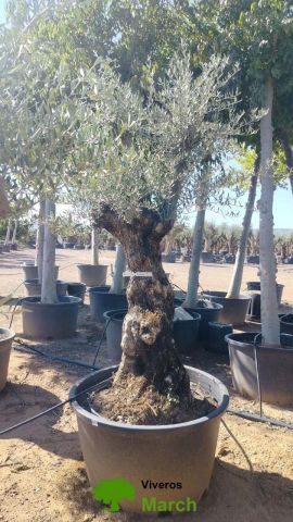 OLEA EUROPAEA BONSAI C160-230L 60/80 HT175/200