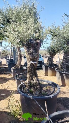 OLEA EUROPAEA BONSAI C160-230L 60/80 HT175/200