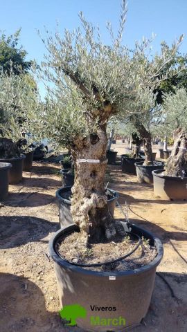 OLEA EUROPAEA BONSAI C160-230L 60/80 HT175/200