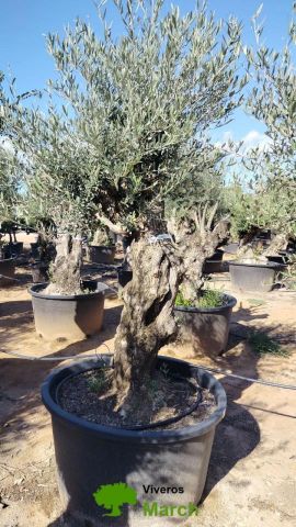 OLEA EUROPAEA BONSAI C160-230L 60/80 HT175/200