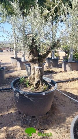 OLEA EUROPAEA BONSAI C160-230L 60/80 HT175/200