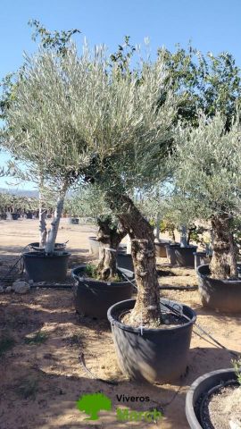 OLEA EUROPAEA BONSAI C160-230L 60/80 HT175/200