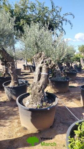 OLEA EUROPAEA BONSAI C160-230L 60/80 HT175/200