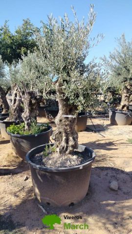 OLEA EUROPAEA BONSAI C160-230L 60/80 HT175/200