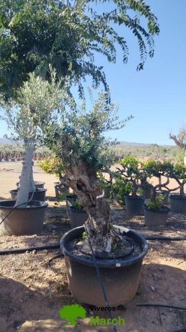 OLEA EUROPAEA BONSAI C160-230L 60/80 HT175/200