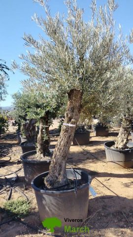 OLEA EUROPAEA BONSAI C160-230L 60/80 HT175/200