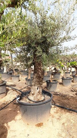 OLEA EUROPAEA BONSAI C160-230L 60/80 HT175/200