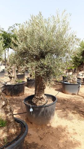 OLEA EUROPAEA BONSAI C160-230L 60/80 HT175/200