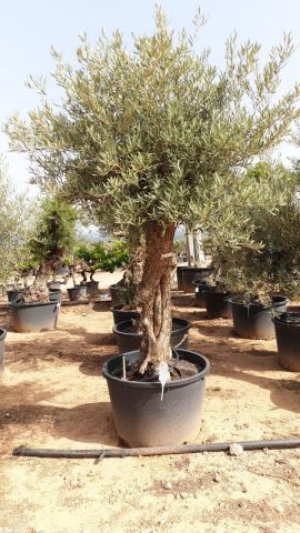 OLEA EUROPAEA BONSAI C160-230L 60/80 HT175/200