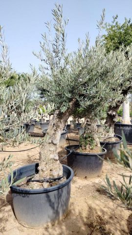 OLEA EUROPAEA BONSAI C160-230L 60/80 HT175/200