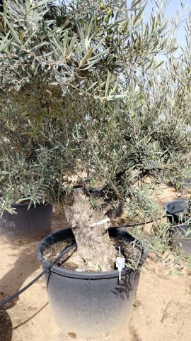 OLEA EUROPAEA BONSAI C160-230L 60/80 HT175/200