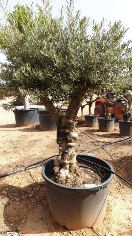 OLEA EUROPAEA BONSAI C160-230L 60/80 HT175/200