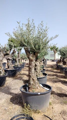 OLEA EUROPAEA BONSAI C160-230L 60/80 HT175/200