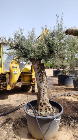 OLEA EUROPAEA BONSAI C160-230L 60/80 HT175/200
