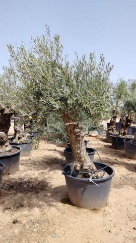 OLEA EUROPAEA BONSAI C160-230L 60/80 HT175/200