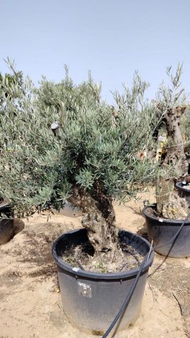 OLEA EUROPAEA BONSAI C160-230L 60/80 HT175/200