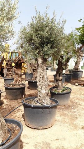 OLEA EUROPAEA BONSAI C160-230L 60/80 HT175/200