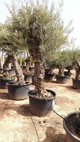OLEA EUROPAEA BONSAI C160-230L 60/80 HT175/200