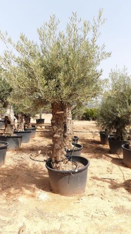 OLEA EUROPAEA BONSAI C160-230L 60/80 HT175/200